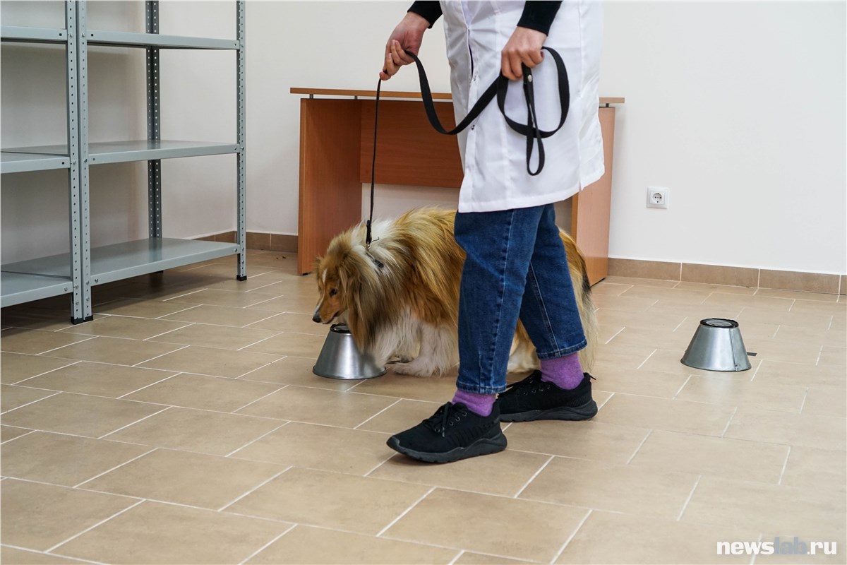 «Собаки — тоже люди»: как в Красноярске готовят псов-детективов ...