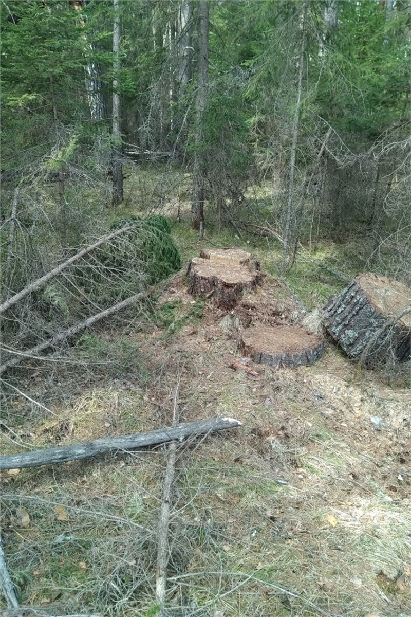 Forest bashkortostan ru проверить очередь на лес как