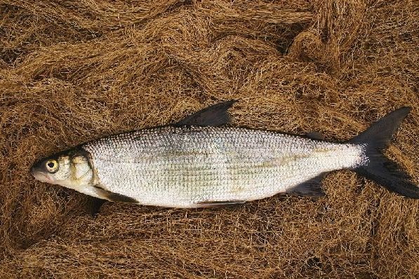 Рыба синявка амурская фото