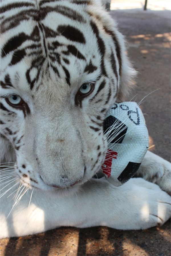 Тайгер москва. Тигр Хан. Тигрицу» из Татарстана. Материал тигр. Оренбург белый тигр новая.