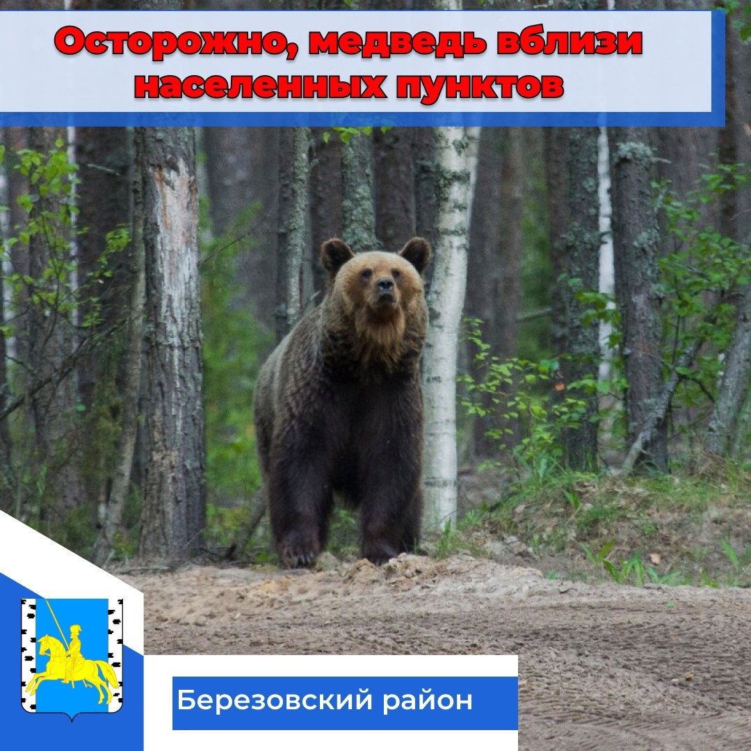 Медведя заметили у сёл под Красноярском / Происшествия Красноярска и  Красноярского края / Newslab.Ru