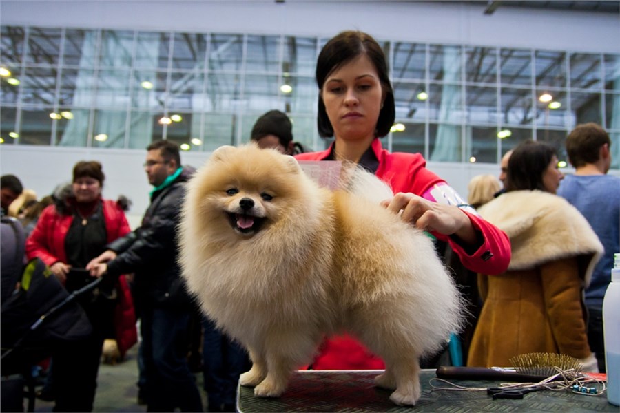 Выставка собак красноярск