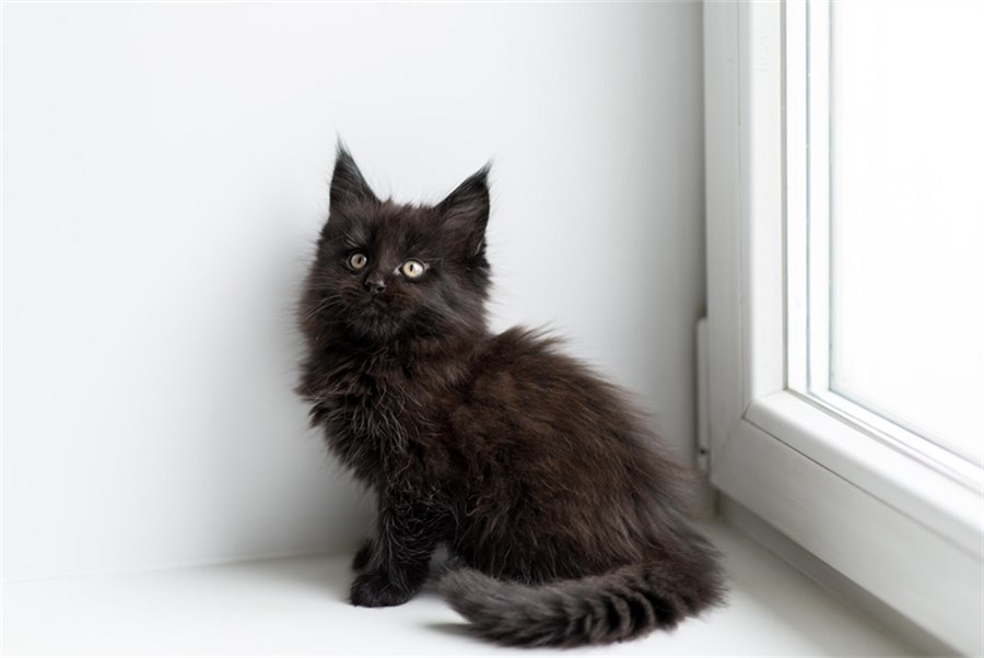 Порода тиффани. Шантильи-Тиффани порода. Шантильи Тиффани кошка. Тиффани шантильи черный. Шантелье Тифани котёнок.